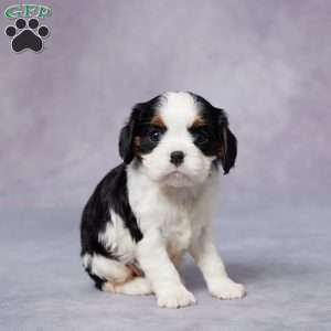 Reba, Cavalier King Charles Spaniel Puppy